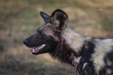 Serondella - Wild Dog Serondella - Wild Dog